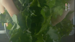 【面皮】1.鍋中水開時，放挑揀好的艾草和一撮小蘇打，第一遍煮開后倒掉，重新加水大火煮開后，小火煮1小時。煮爛的艾草用紗布瀝干。